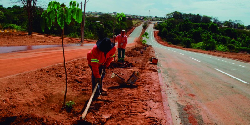 No total, já foram repostas mais de 10 mil árvores desde janeiro de 2017 até setembro deste ano