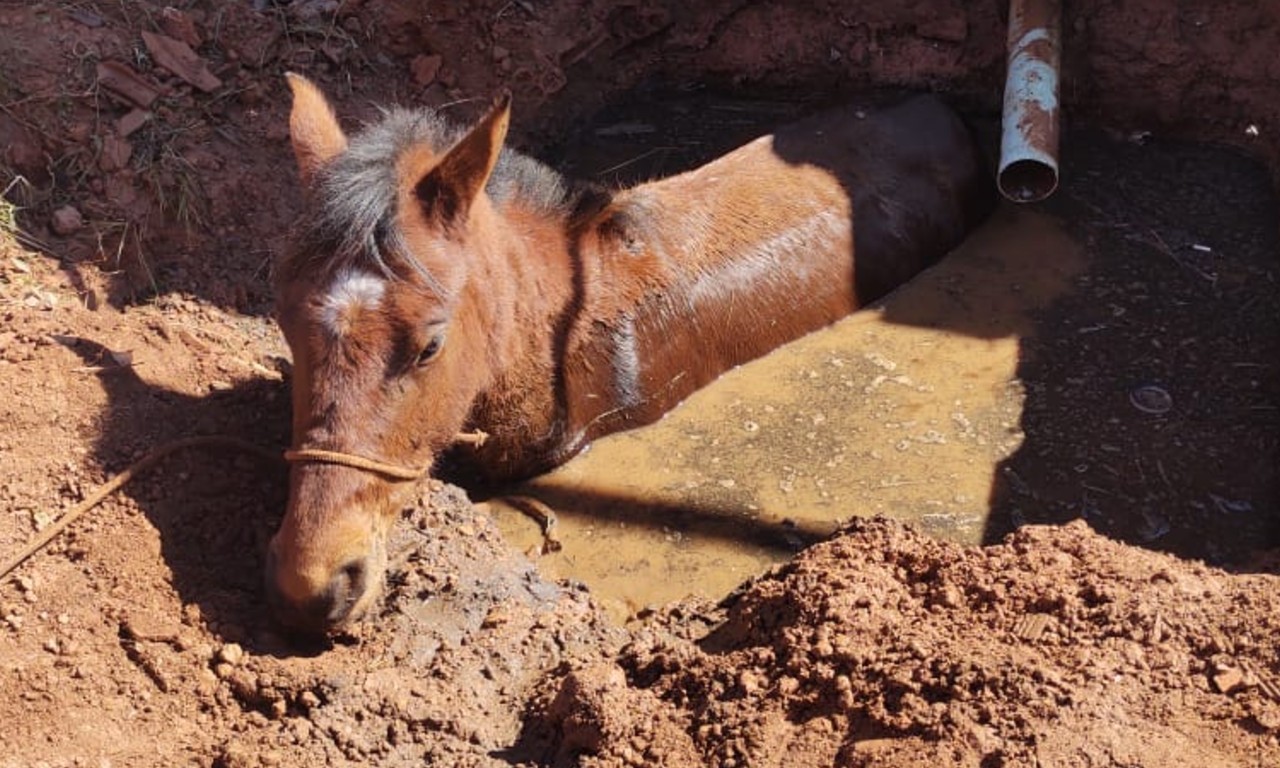 Animal caiu em uma cavidade de 2 metros aproximadamente | Foto: Divulgação