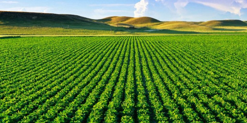 Goiás tem o quarto maior volume de estoque de produtos agrícolas (Foto: Divulgação) 