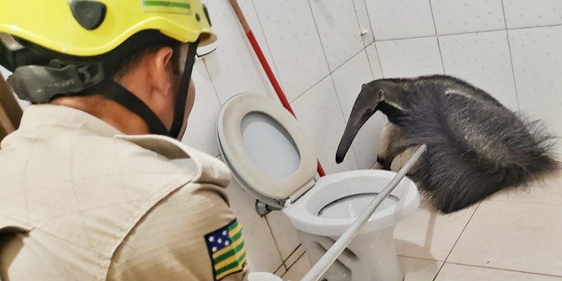 O bichinho foi achado dentro do banheiro de uma casa. (Foto: Reprodução Internet)