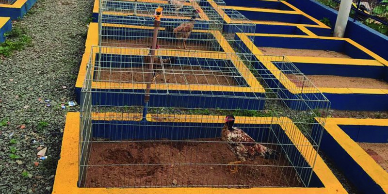 O proprietário mantinha 160 galos que eram usados para disputar as rinhas O proprietário mantinha 160 galos que eram usados para disputar as rinhas