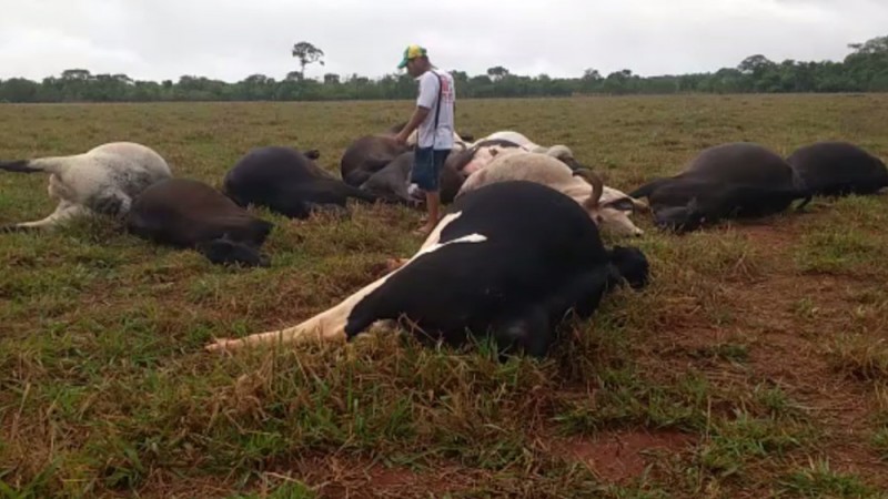 Onésio encontrou as 14 vacas mortas no pasto. Foto (Onésio Flor/Arquivo Pessoal)