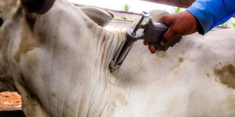 Pecuaristas têm prazo somente até esta sexta-feira, dia 30, para vacinar os bovinos e bubalinos contra febre aftosa (Foto: Divulgação) 