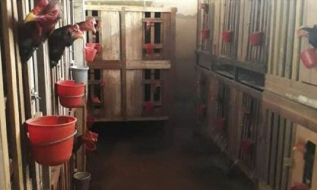 Imagem Ilustrando a Notícia: Polícia encontra 98 galos usados em rinha em chácara de Rio Verde e prende proprietário