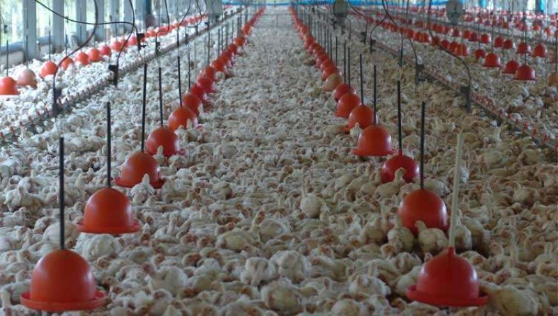 Imagem Ilustrando a Notícia: Abates de bovinos e frangos recuam no segundo trimestre do ano, segundo IBGE