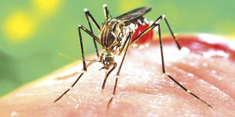 Imagem Ilustrando a Notícia: Dengue já matou 77 pessoas no Brasil este ano
