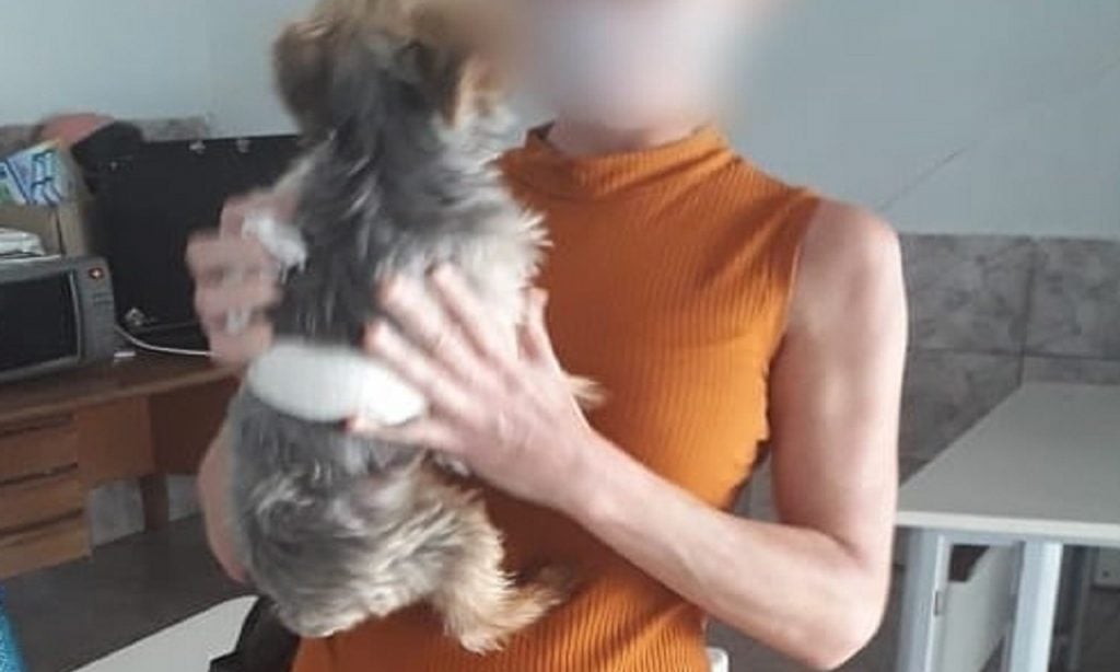 Imagem Ilustrando a Notícia: Cachorro furtado em Aparecida de Goiânia é encontrado em anúncio da OLX