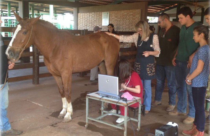 Imagem Ilustrando a Notícia: Projeto atende gratuitamente cavalos que puxam carroças