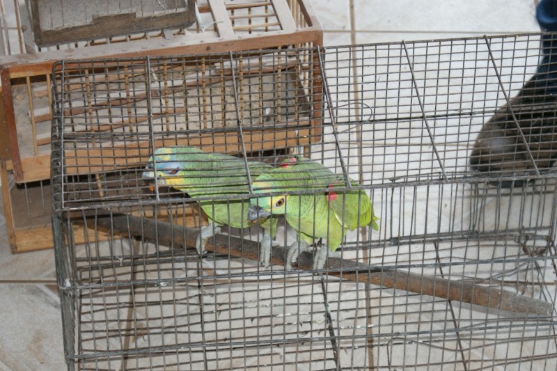 Imagem Ilustrando a Notícia: Aves são as preferidas dos traficantes de animais silvestres
