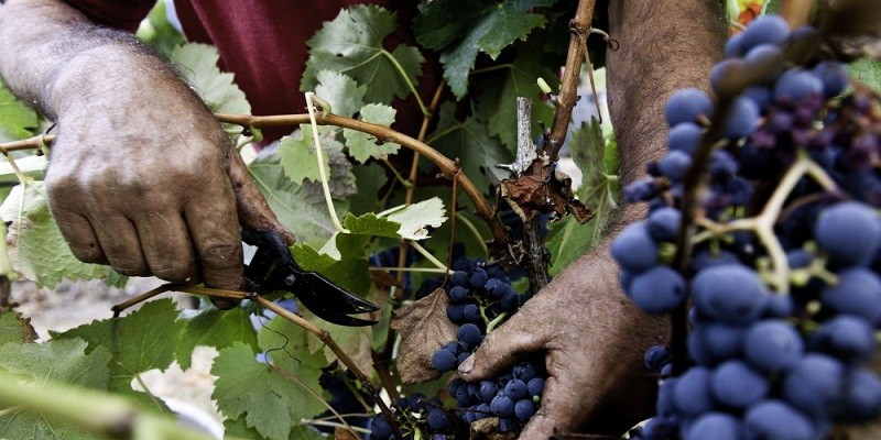 Imagem Ilustrando a Notícia: Governo brasileiro pretende proteger produtores de vinho e lácteo