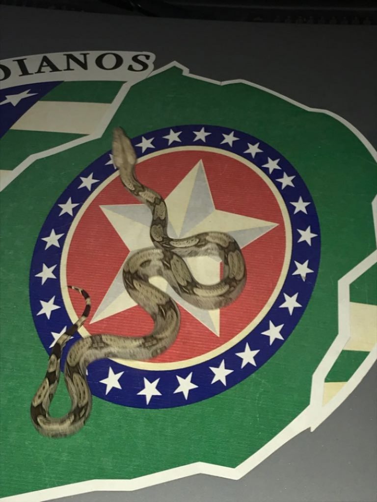 Imagem Ilustrando a Notícia: Jovem é preso vendendo cobra no Terminal Praça da Bíblia