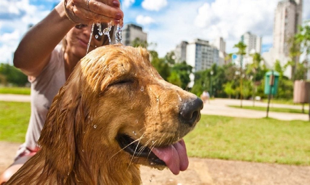 Imagem Ilustrando a Notícia: Saiba como cuidar do seu pet em dias de muito calor