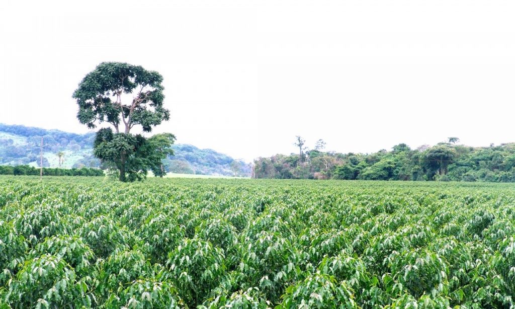 Imagem Ilustrando a Notícia: Santa Rita do Araguaia irá ser polo de produção cafeeira
