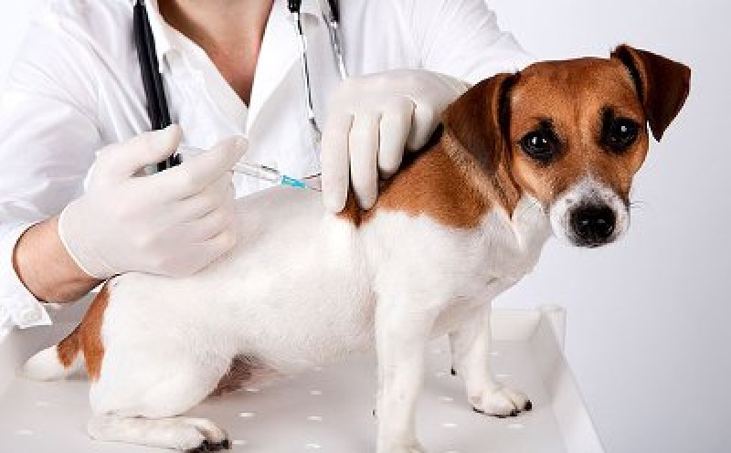 Imagem Ilustrando a Notícia: Cães e gatos recebem vacina contra a raiva neste sábado