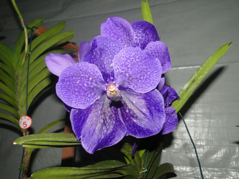 Imagem Ilustrando a Notícia: Aos amantes de orquídeas