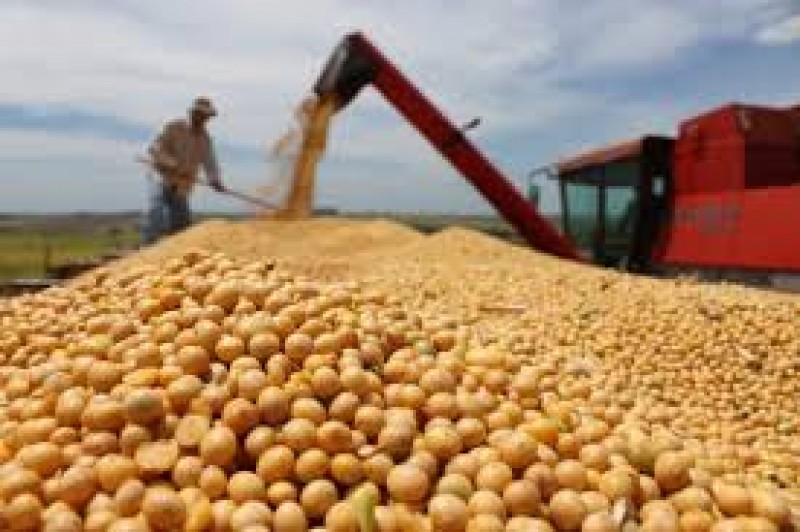 Imagem Ilustrando a Notícia: Conab prevê aumento de 19,5% na safra de grãos