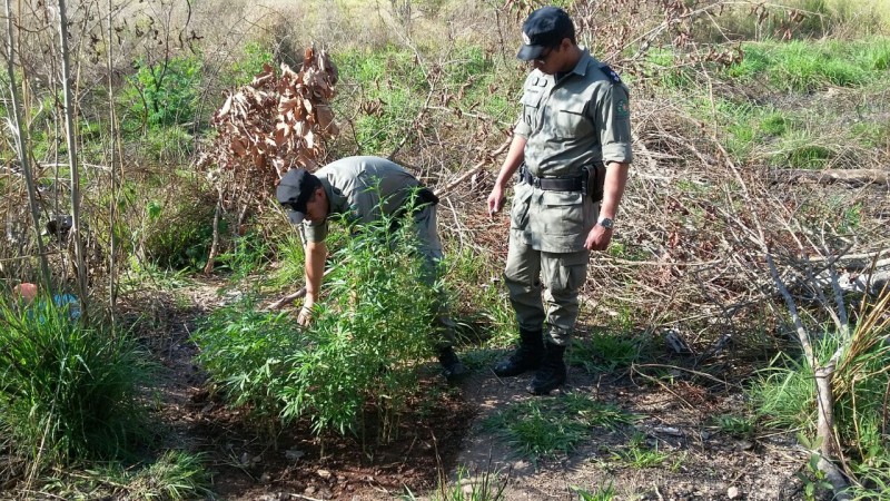 Imagem Ilustrando a Notícia: PM apreende plantação de maconha na região Sudeste de Goiás