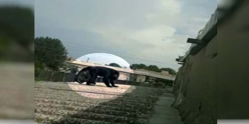 Imagem Ilustrando a Notícia: Macaco de mais de 1 metro é flagrado caminhando por telhado