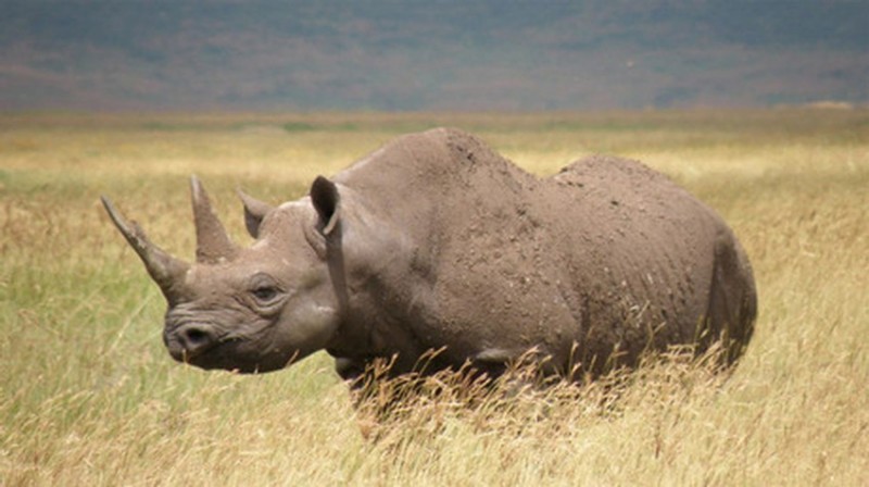 Imagem Ilustrando a Notícia: Laboratório em Berlim tenta ressuscitar rinoceronte extinto