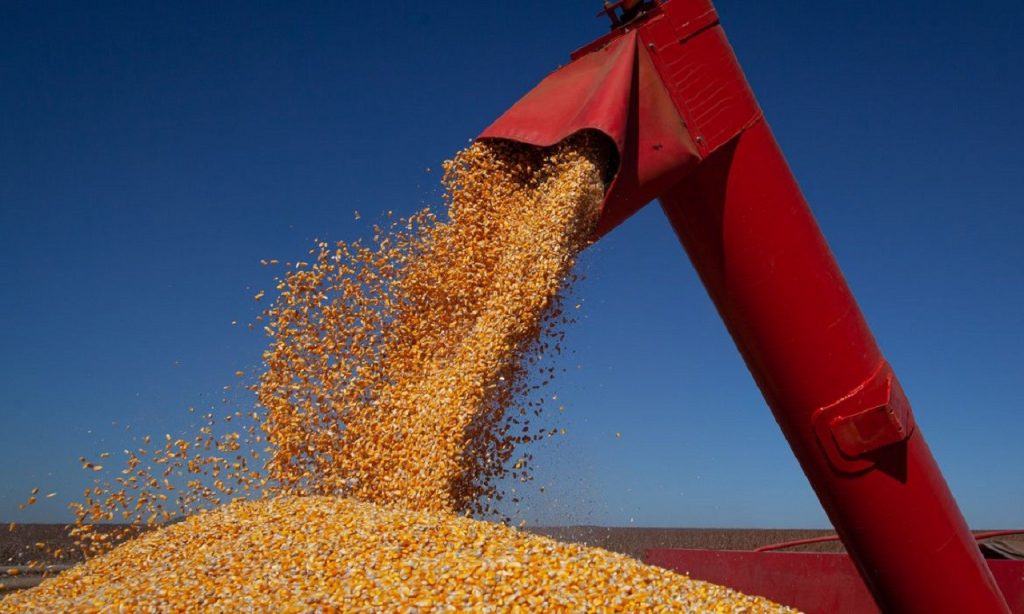 Imagem Ilustrando a Notícia: Exportação de milho do Brasil sobe 44% na primeira semana de dezembro