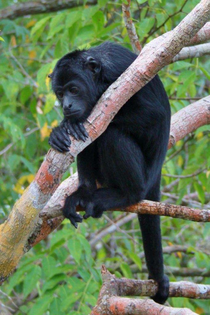 Imagem Ilustrando a Notícia: Após morte de macaco, Febre Amarela chega a Goiânia