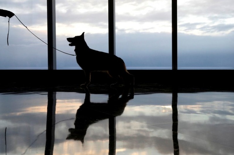 Imagem Ilustrando a Notícia: Universidade dos EUA aprova uso de cachorros em terapia intensiva