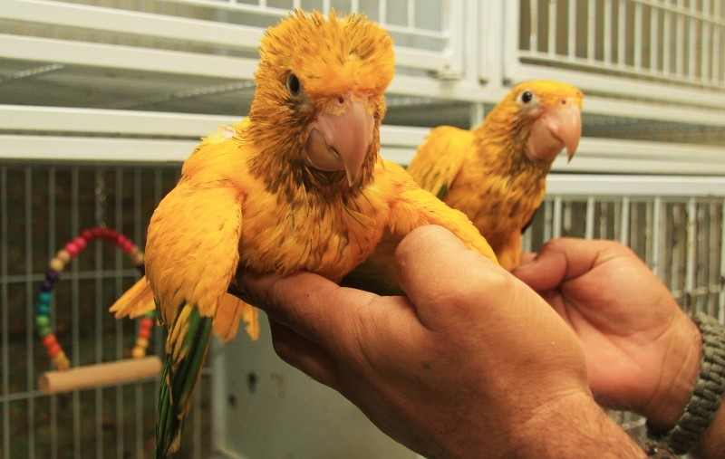 Imagem Ilustrando a Notícia: 192 animais nasceram no Zoológico de Goiânia desde reinauguração