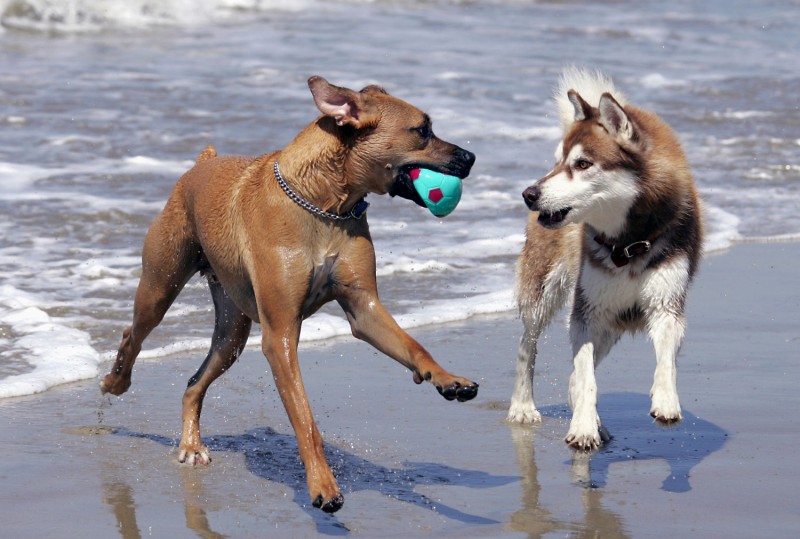Imagem Ilustrando a Notícia: Verme do coração: praias são áreas de risco para cães