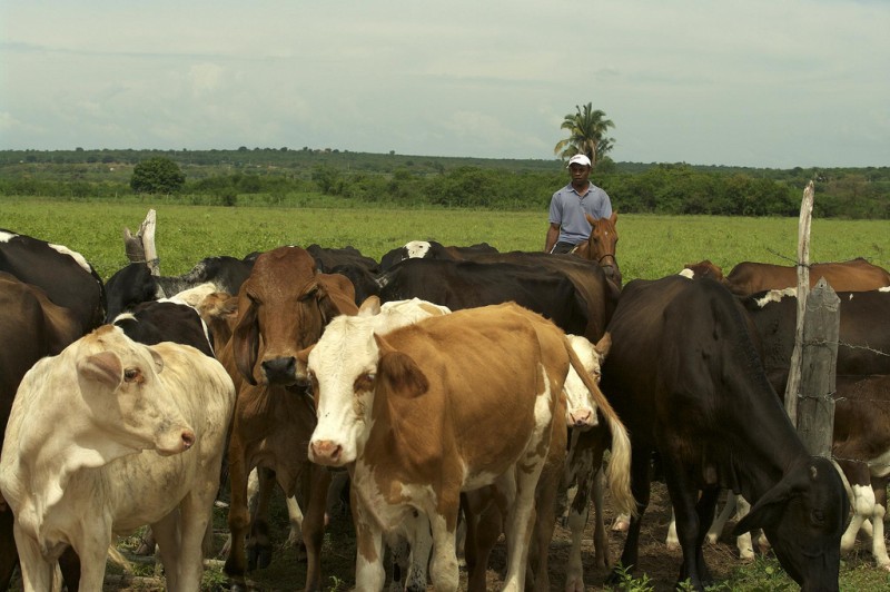 Imagem Ilustrando a Notícia: Catar anuncia fim ao embargo carne bovina