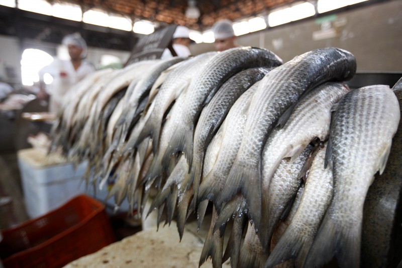 Imagem Ilustrando a Notícia: Preços do pescado varia 235% em Goiânia