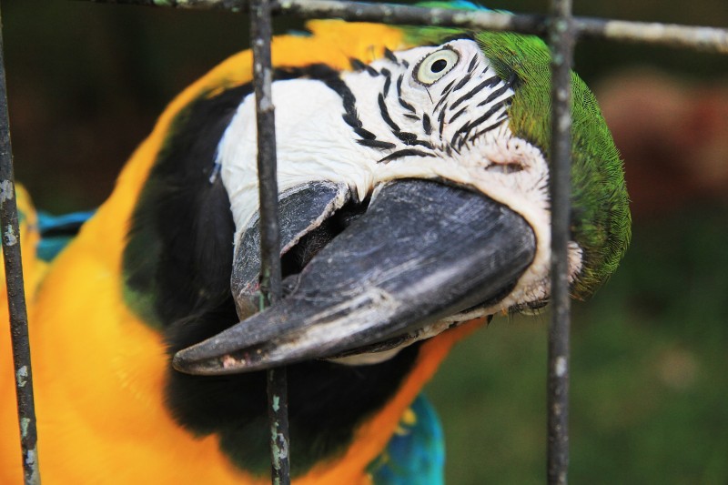 Imagem Ilustrando a Notícia: Zoológico atrai visitantes da capital e interior de GO
