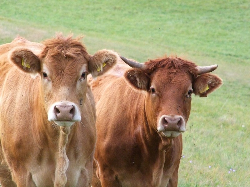 Imagem Ilustrando a Notícia: 16 milhões de americanos acreditam que o achocolatado vêm das vacas marrons