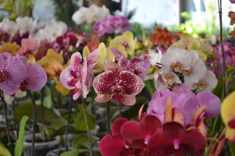 Imagem Ilustrando a Notícia: Piracanjubense  gosta é de orquídea