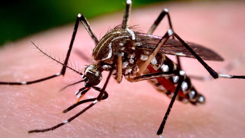 Imagem Ilustrando a Notícia: Aplicativo auxilia no combate ao mosquito Aedes Aegypti