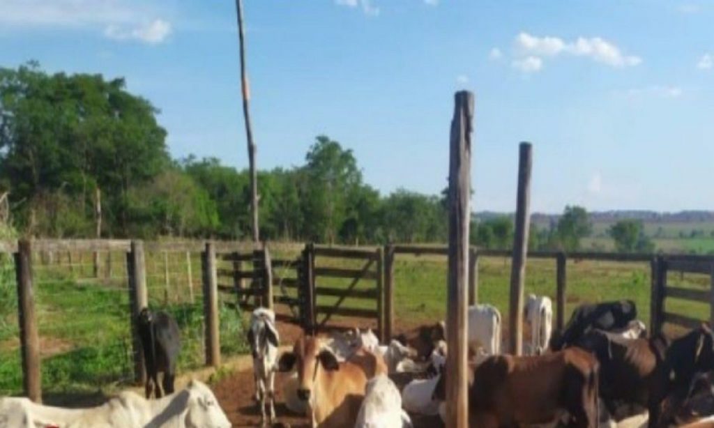 Imagem Ilustrando a Notícia: PC desarticula associação criminosa que furtava gado em Mineiros