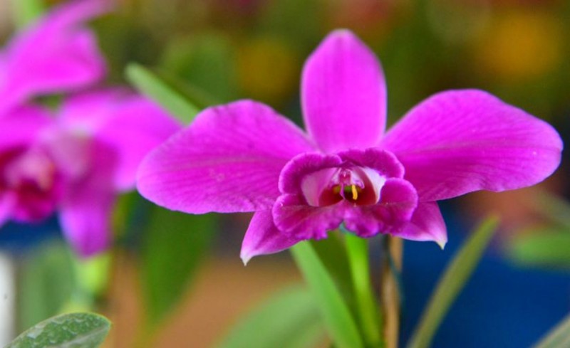 Imagem Ilustrando a Notícia: 9ª Exposição de Orquídeas e Flor do Deserto está programada para março