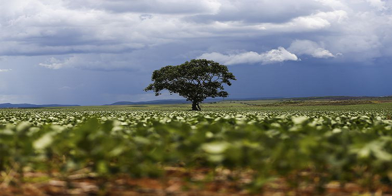 Imagem Ilustrando a Notícia: Conab anuncia recuo de 3,4% na safra de grãos no Brasil