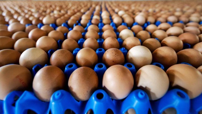 Imagem Ilustrando a Notícia: Países europeus são afetados por escândalo dos ovos contaminados