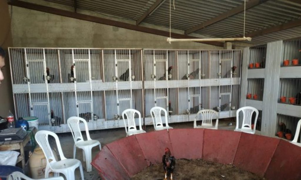 Imagem Ilustrando a Notícia: Nove homens são presos em flagrante por praticar rinha de galos