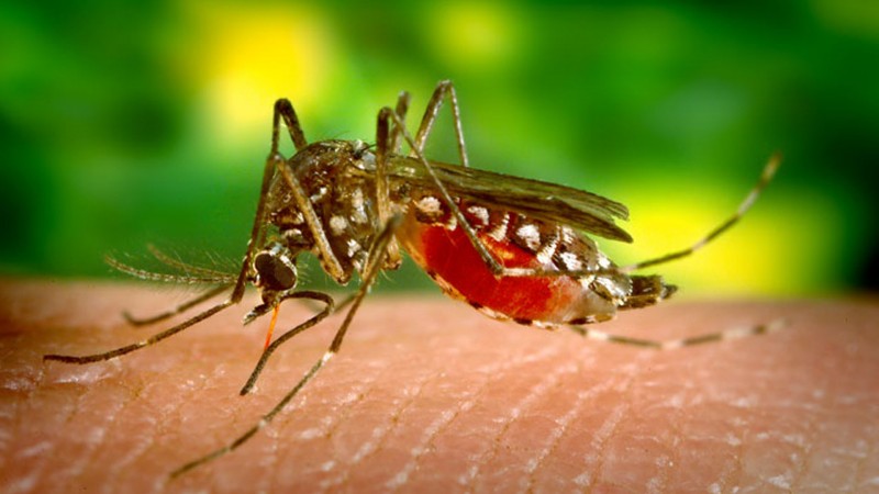 Imagem Ilustrando a Notícia: OMS alerta para risco de febre amarela chegar a países vizinhos do Brasil