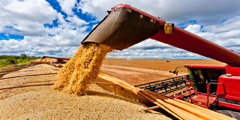 Imagem Ilustrando a Notícia: Safra de grãos deve crescer 7,5% em Goiás