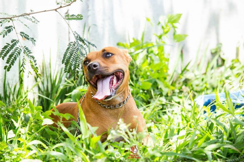 Imagem Ilustrando a Notícia: Conheça o trabalho dos protetores de cães da raça pitbull
