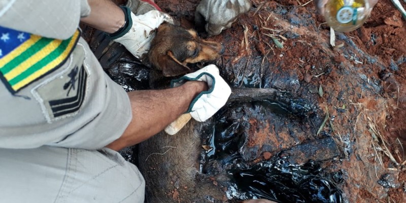 Imagem Ilustrando a Notícia: Corpo de Bombeiros resgata cachorro preso a poça de piche