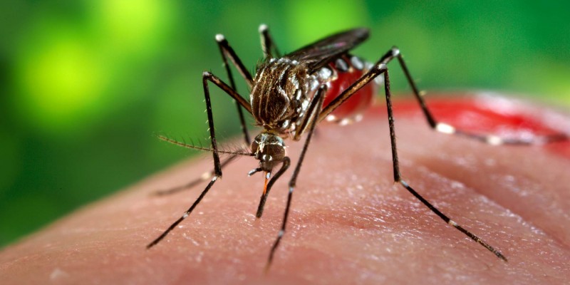 Imagem Ilustrando a Notícia: Estudo diz que Zika chegou ao Brasil do Haiti durante missão