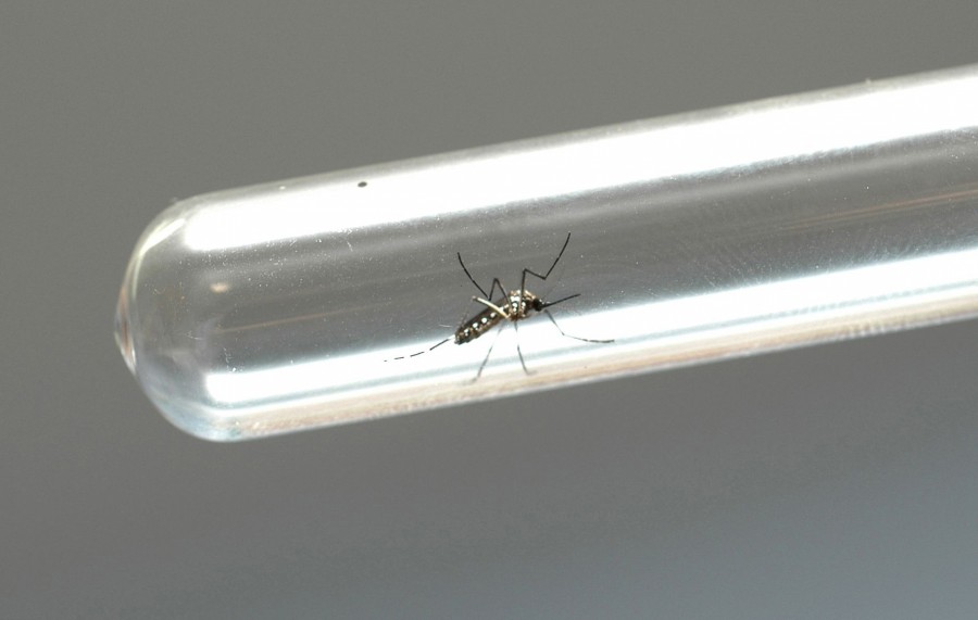 Imagem Ilustrando a Notícia: Laboratório francês inicia pesquisa de vacina contra o vírus Zika