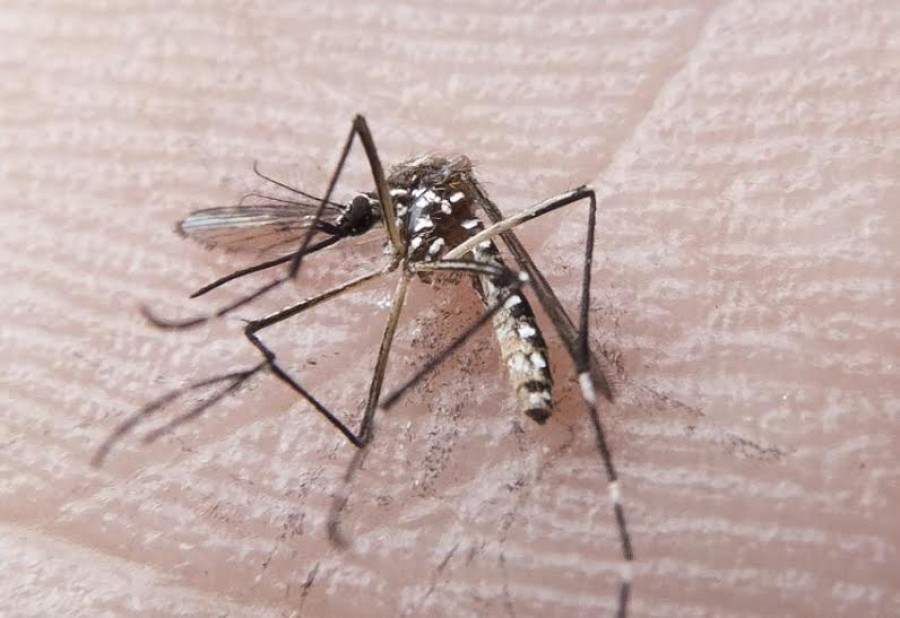 Imagem Ilustrando a Notícia: Serviço de Saúde de Dallas nos EUA diz ter registrado transmissão sexual de zika