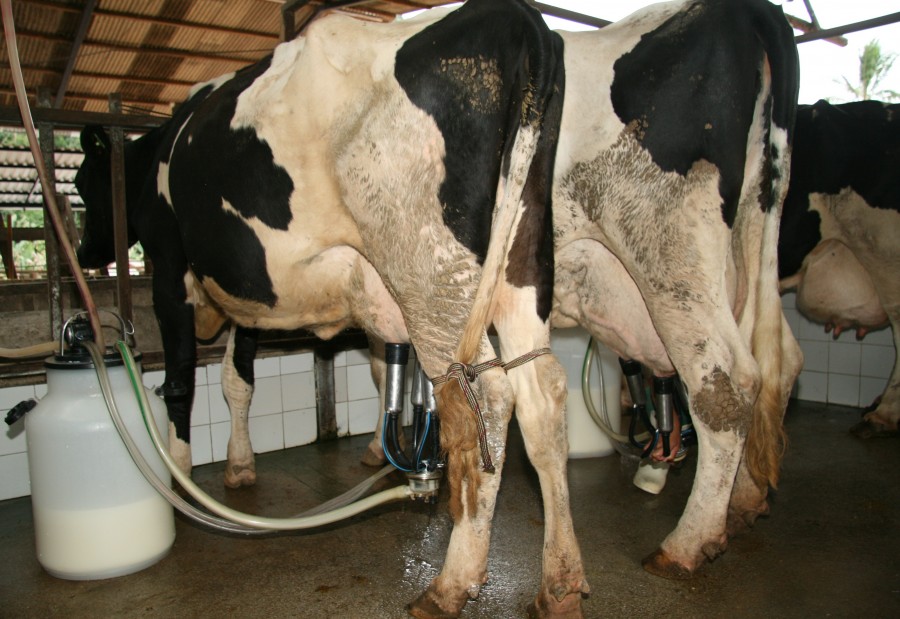 Imagem Ilustrando a Notícia: Clima favorece produção de leite