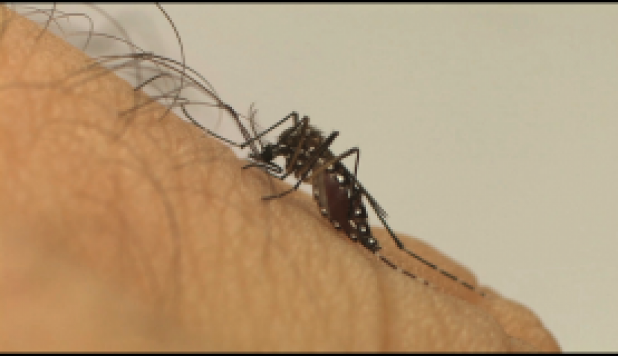 Imagem Ilustrando a Notícia: Aedes aegypti já se tornou mosquito doméstico, alerta epidemiologista