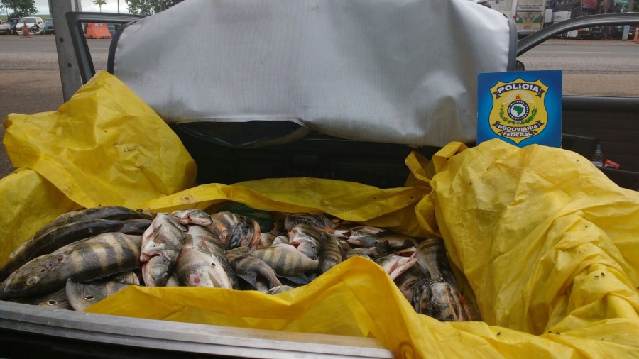 Imagem Ilustrando a Notícia: Cerca de 200 kg de peixe são apreendidos pela PRF