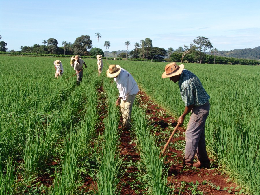 Imagem Ilustrando a Notícia: Goiânia abre inscrições para agricultores